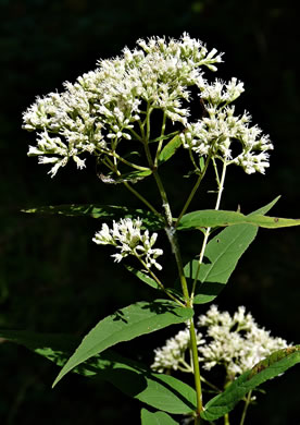 image of Eupatorium sessilifolium var. sessilifolium, Upland Boneset, Sessile-leaf Eupatorium