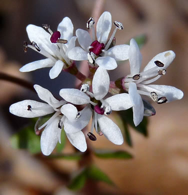 image of Erigenia bulbosa, Harbinger-of-Spring, Pepper-and-Salt, Erigenia