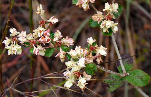 image of Eriogonum tomentosum, Sandhill Wild-buckwheat, Southern Wild-buckwheat, Dog-tongue Buckwheat