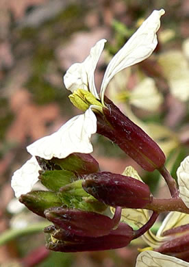 image of Eruca vesicaria ssp. sativa, Arugula, Garden Rocket, Rocket-salad, Salad-rocket