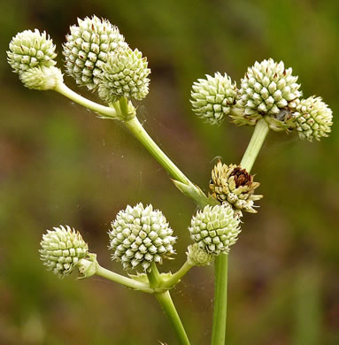 image of Eryngium yuccifolium var. yuccifolium, Northern Rattlesnake-master, Button Snakeroot