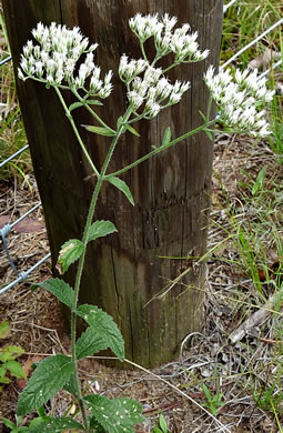 image of Eupatorium album, White Boneset, White-bracted Thoroughwort, White Thoroughwort, White Eupatorium