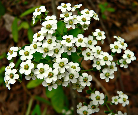 Euphorbia corollata, Eastern Flowering Spurge