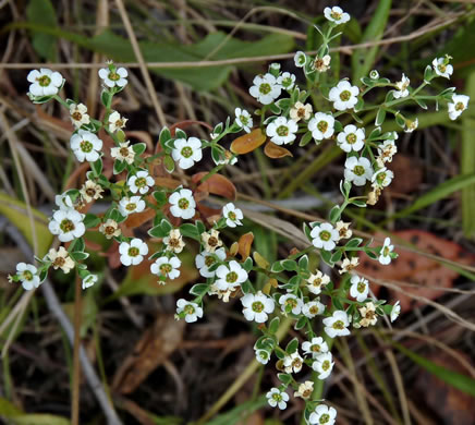 image of Euphorbia corollata, Eastern Flowering Spurge