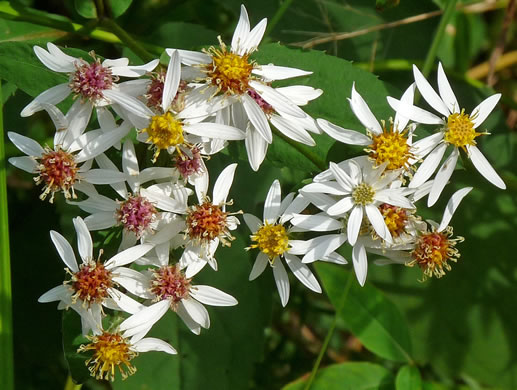 image of Eurybia divaricata, White Wood-aster, Woodland Aster, Common White Heart-leaved Aster