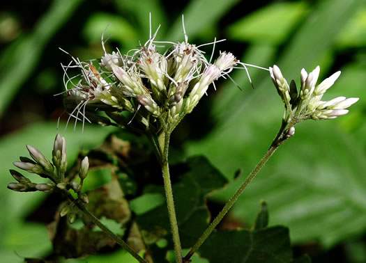 image of Eutrochium purpureum var. purpureum, Purple-node Joe-pye-weed, Sweet Joe-pye-weed