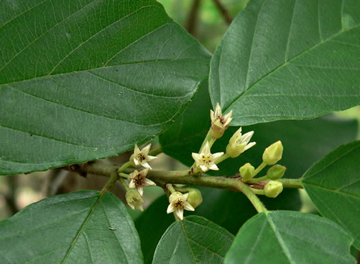 Carolina Buckthorn