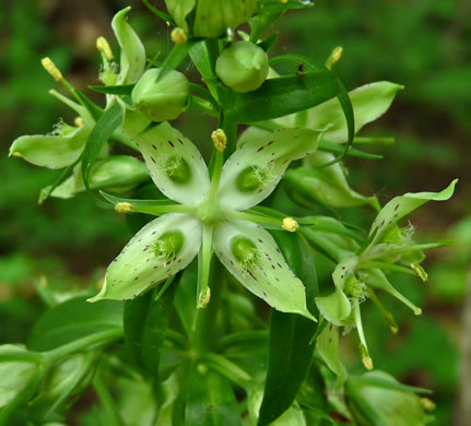 image of Frasera caroliniensis, American Columbo