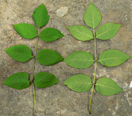 Fraxinus quadrangulata, Blue Ash