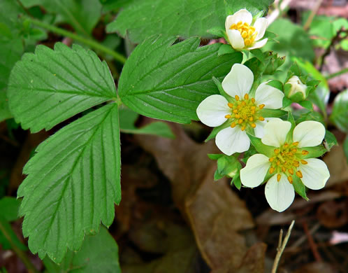 image of Fragaria virginiana, Wild Strawberry