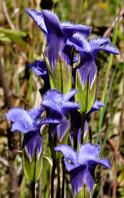 image of Gentianopsis crinita, Eastern Fringed Gentian, Greater Fringed Gentian