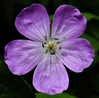 image of Geranium maculatum, Wild Geranium