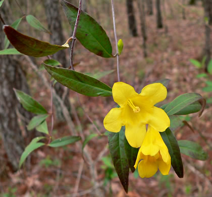 image of Gelsemium sempervirens, Carolina Jessamine, Yellow Jessamine