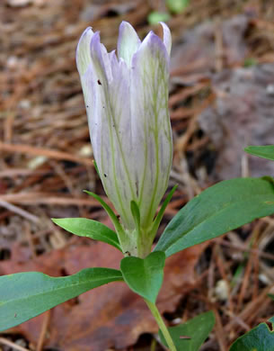 image of Gentiana villosa, Striped Gentian