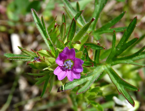 image of Geranium dissectum, Cutleaf Cranesbill