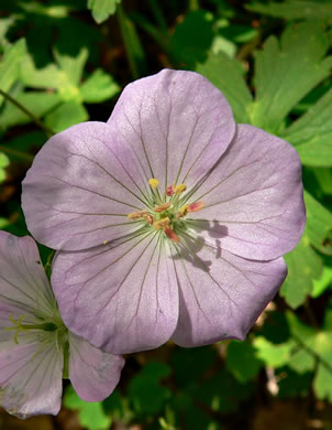 image of Geranium maculatum, Wild Geranium