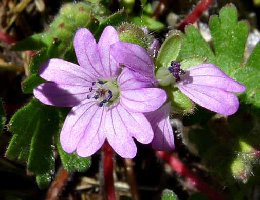 image of Geranium molle, Dove's-foot Cranesbill