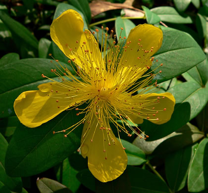 image of Hypericum calycinum, Aaron's Beard