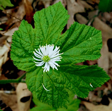 image of Hydrastis canadensis, Goldenseal