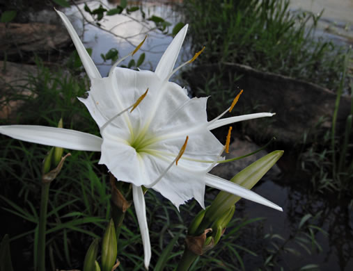 image of Hymenocallis coronaria, Rocky-shoals Spiderlily, Catawba Spiderlily, Carolina Spiderlily, Cahaba Lily