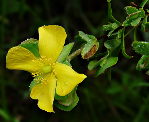 image of Hypericum crux-andreae, St. Peter's-wort, St. Andrew's Cross, St. Peter's Cross