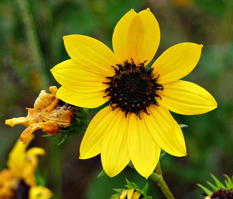 image of Helianthus debilis ssp. cucumerifolius, Cucumber-leaf Sunflower, Beach Sunflower