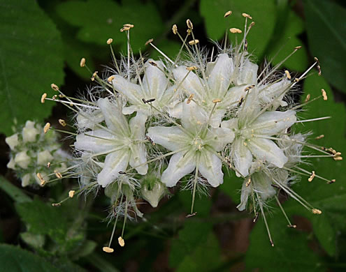 image of Hydrophyllum macrophyllum, Hairy Waterleaf, Largeleaf Waterleaf