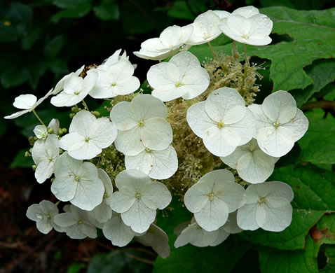 image of Hydrangea quercifolia, Oakleaf Hydrangea