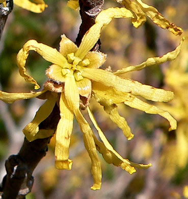 image of Hamamelis virginiana var. virginiana, Northern Witch-hazel