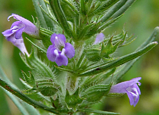 image of Hedeoma hispida, Rough Pennyroyal, Rough False Pennyroyal, Mock Pennyroyal