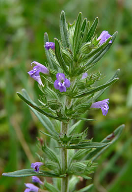 image of Hedeoma hispida, Rough Pennyroyal, Rough False Pennyroyal, Mock Pennyroyal