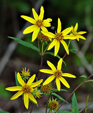 image of Helianthus hirsutus, Hairy Sunflower, Rough Sunflower