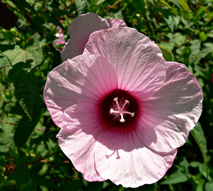 image of Hibiscus laevis, Halberdleaf Rosemallow, Rose Hibiscus, Smooth Rosemallow, Showy Hibiscus