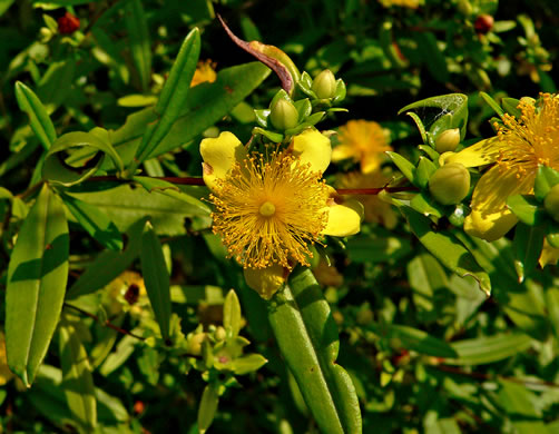 image of Hypericum frondosum, Golden St. Johnswort, Cedar Glade St. Johnswort