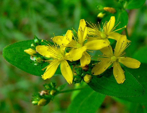 image of Hypericum punctatum, Spotted St. Johnswort