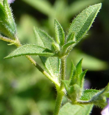 image of Trichostema brachiatum, Glade Blue Curls, False Pennyroyal, Fluxweed