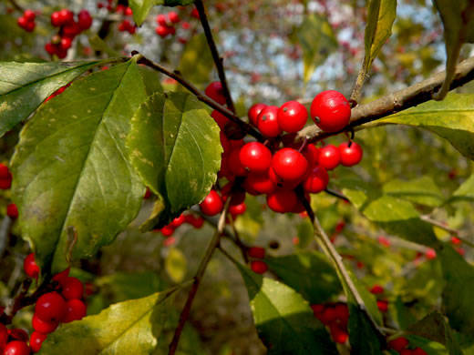 image of Ilex decidua, Possumhaw, Possumhaw Holly