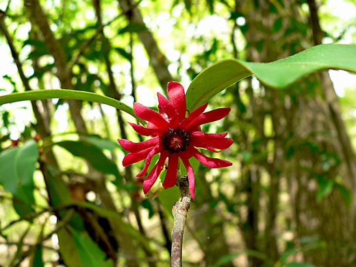 image of Illicium floridanum, Florida Star-anise, Florida Anise-tree, Stinkbush