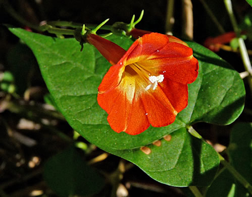 image of Ipomoea coccinea, Small Red Morning Glory, Scarlet Creeper