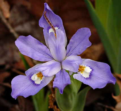 Dwarf Crested Iris