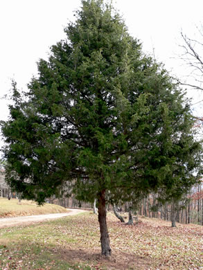 image of Juniperus virginiana, Eastern Red Cedar