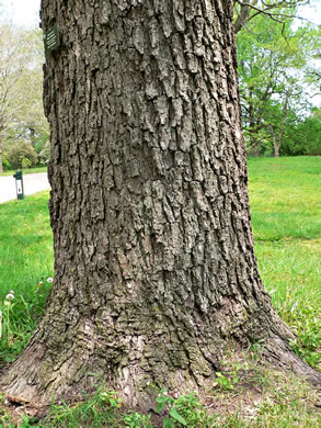 image of Juglans nigra, Black Walnut