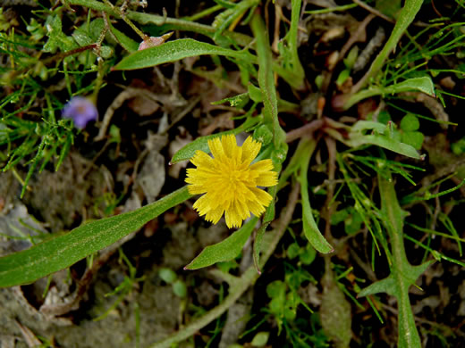 Krigia cespitosa, Opposite-leaf Dwarf-dandelion