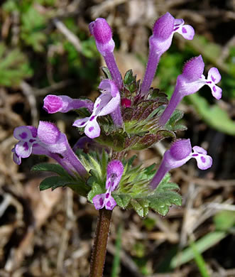 image of Lamium amplexicaule var. amplexicaule, Henbit, Henbit Deadnettle