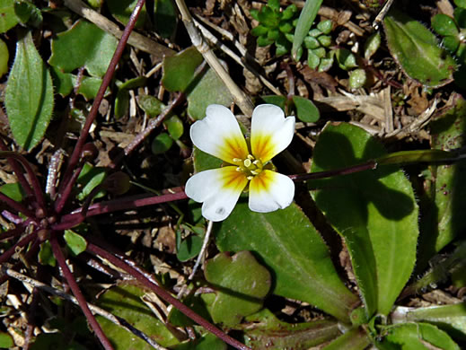 image of Leavenworthia exigua var. exigua, Tennessee Gladecress, Least Glade-cress