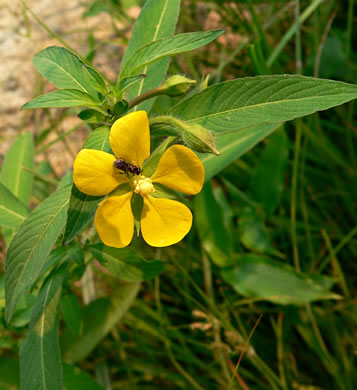 image of Ludwigia leptocarpa, Water-willow, Primrose Willow, Anglestem Primrose-willow