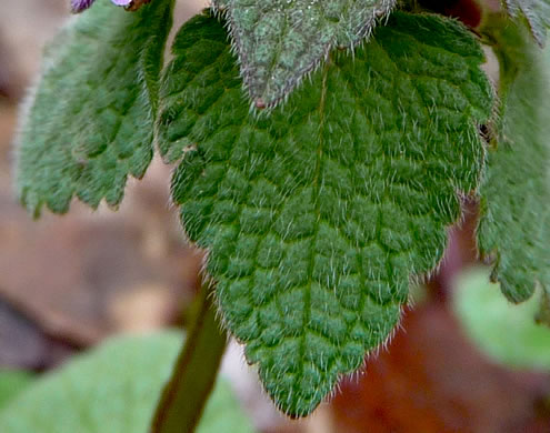 image of Lamium purpureum, Purple Deadnettle, Red Deadnettle, Purple Archangel