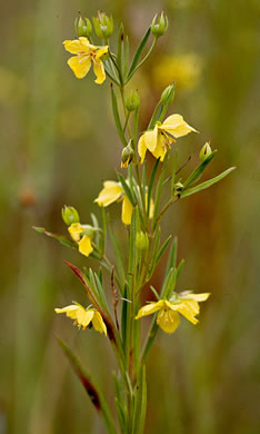 image of Steironema quadriflorum, Prairie Loosestrife, Four-flower Loosestrife, Smooth Loosestrife