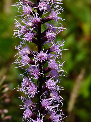 image of Liatris spicata, Dense Blazing-star, Mountain Blazing-star, Florist's Gayfeather, Dense Gayfeather