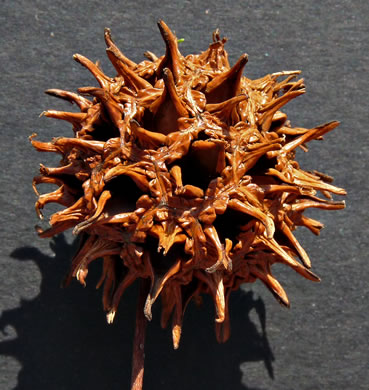 image of Liquidambar styraciflua, Sweetgum